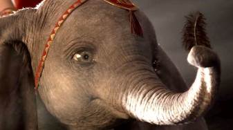 dumbo